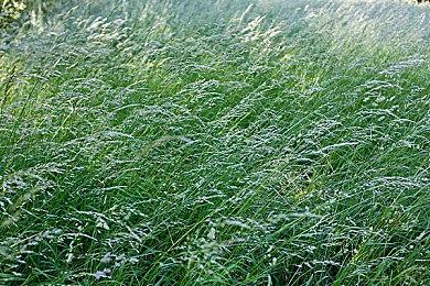 《巫师3》中文配音幕后故事：困难重重 需通俗易懂